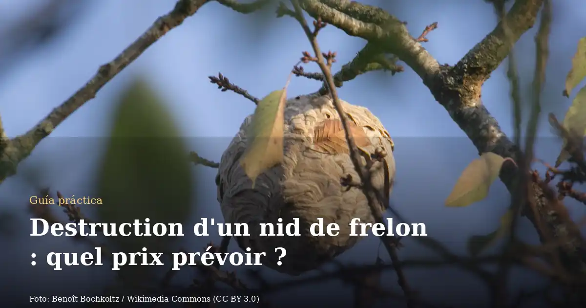 Destruction d'un nid de frelon : quel prix prévoir ?
