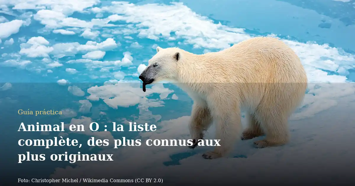 Animal en O : la liste complète, des plus connus aux plus originaux