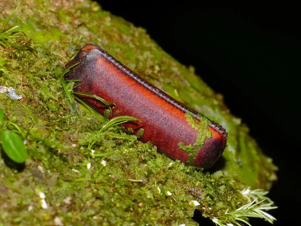 Oothèque de blatte, capsule brune contenant les œufs, posée sur de la mousse