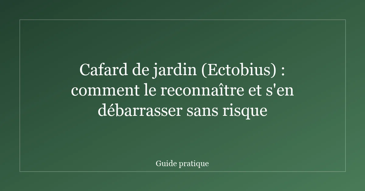 Cafard de jardin (Ectobius) : comment le reconnaître et s'en débarrasser sans risque