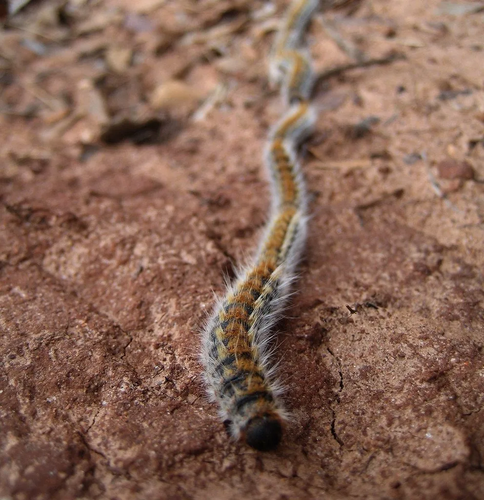 Chenille processionnaire du pin au sol, couverte de poils urticants