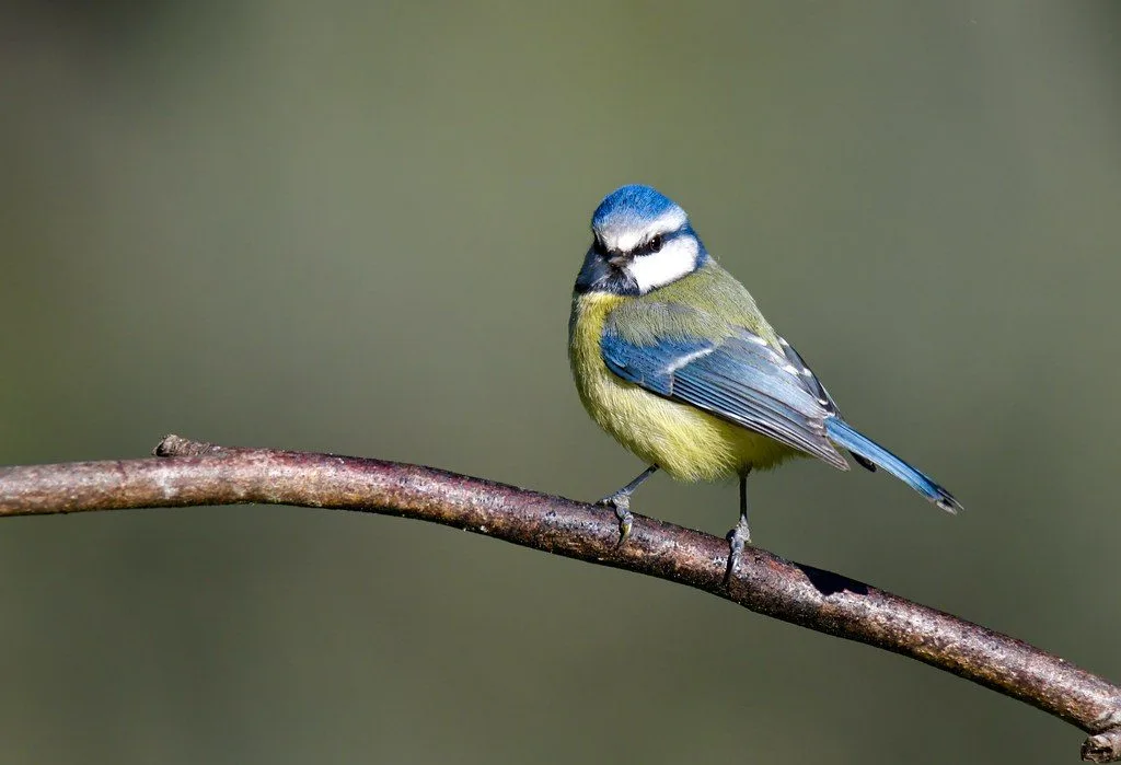 Mésange bleue perchée sur une branche