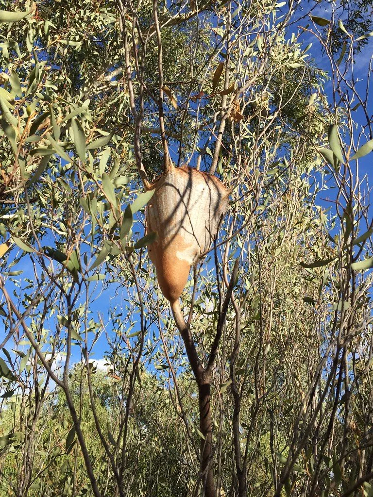 Nid de soie blanche de chenilles processionnaires accroché à une branche de pin