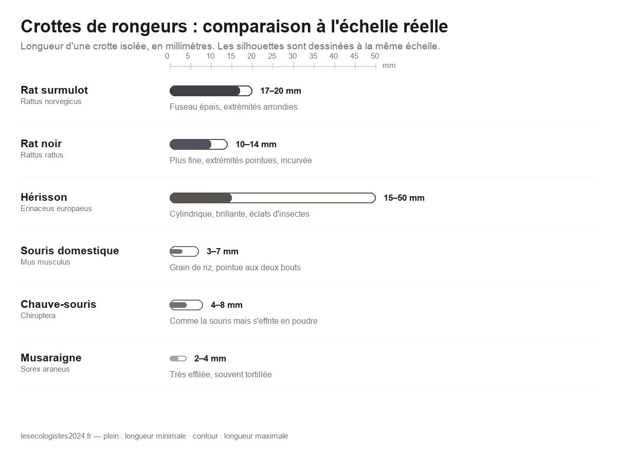 Comparaison à l'échelle réelle des crottes de rat surmulot, rat noir, hérisson, souris, chauve-souris et musaraigne