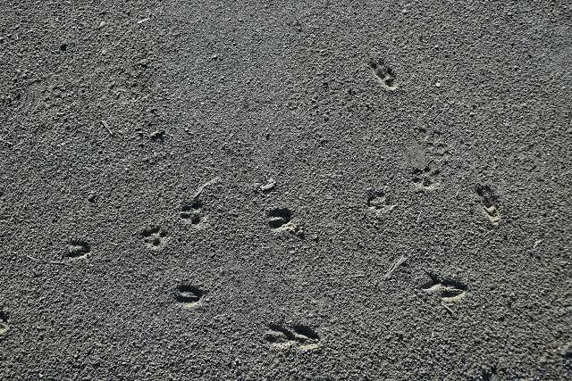 Empreintes de pattes d'un petit carnivore sur un chemin sablonneux