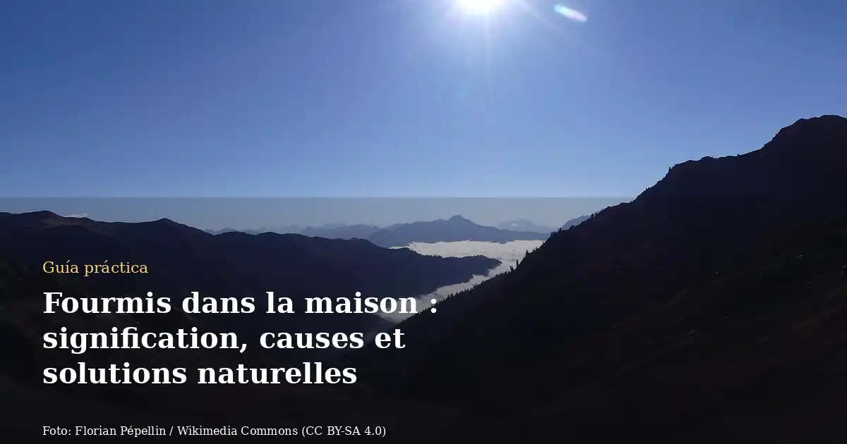 Fourmis dans la maison : signification, causes et solutions naturelles