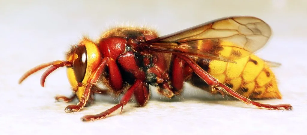 Frelon européen Vespa crabro vu de profil sur fond clair, corps roux et jaune