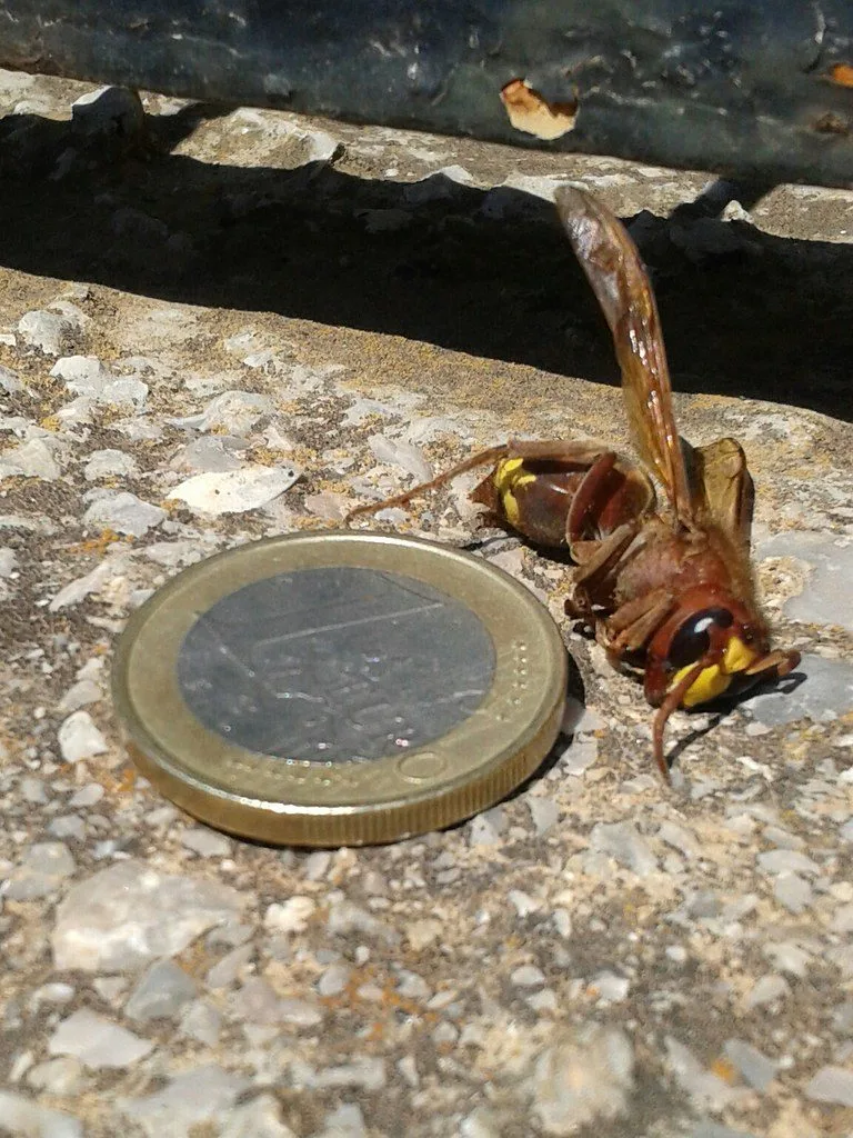 Frelon européen posé à côté d'une pièce de un euro, montrant sa taille réelle
