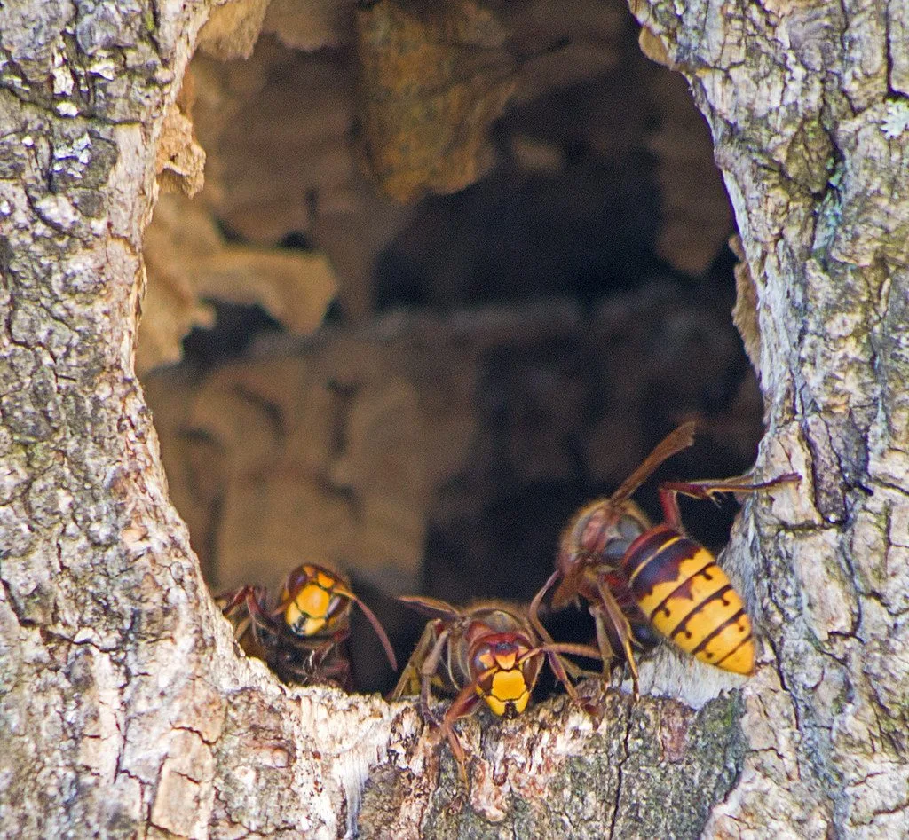 Frelons européens à l'entrée de leur nid installé dans un tronc d'arbre creux