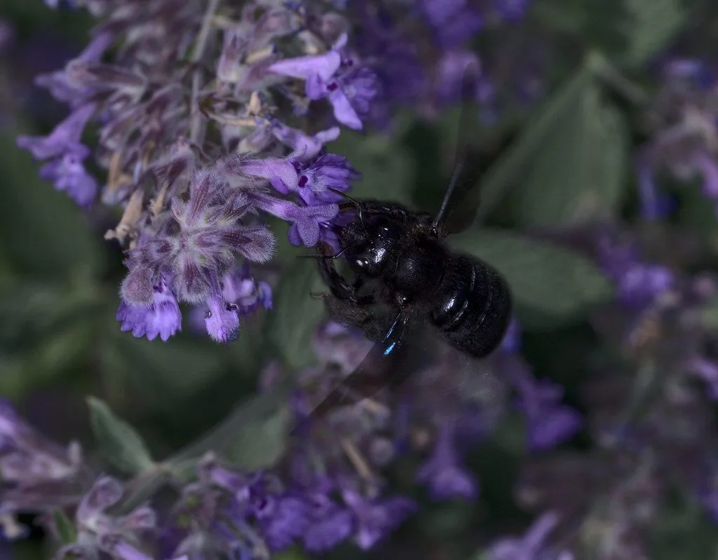 Abeille charpentière noire butinant des fleurs de lavande violettes
