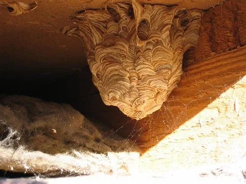 Nid de guêpes en papier mâché accroché sous une poutre en bois