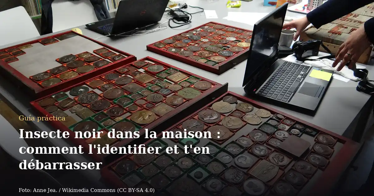 Insecte noir dans la maison : comment l'identifier et t'en débarrasser