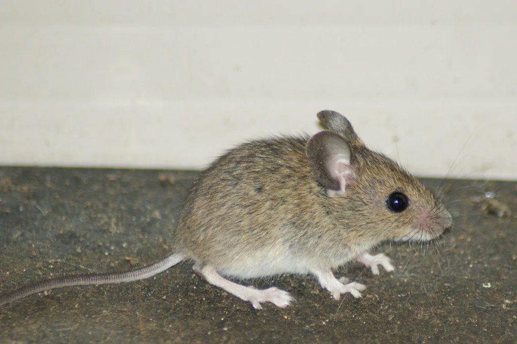 Souris grise de profil au pied d'un mur, pelage gris uniforme