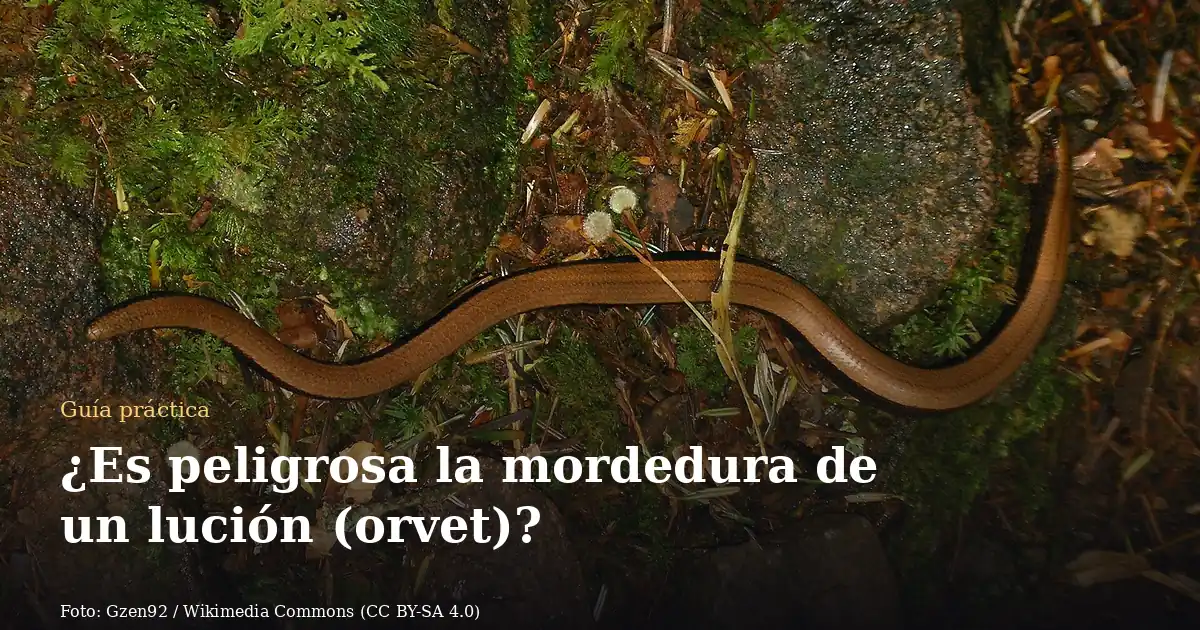 ¿Es peligrosa la mordedura de un lución (orvet)?