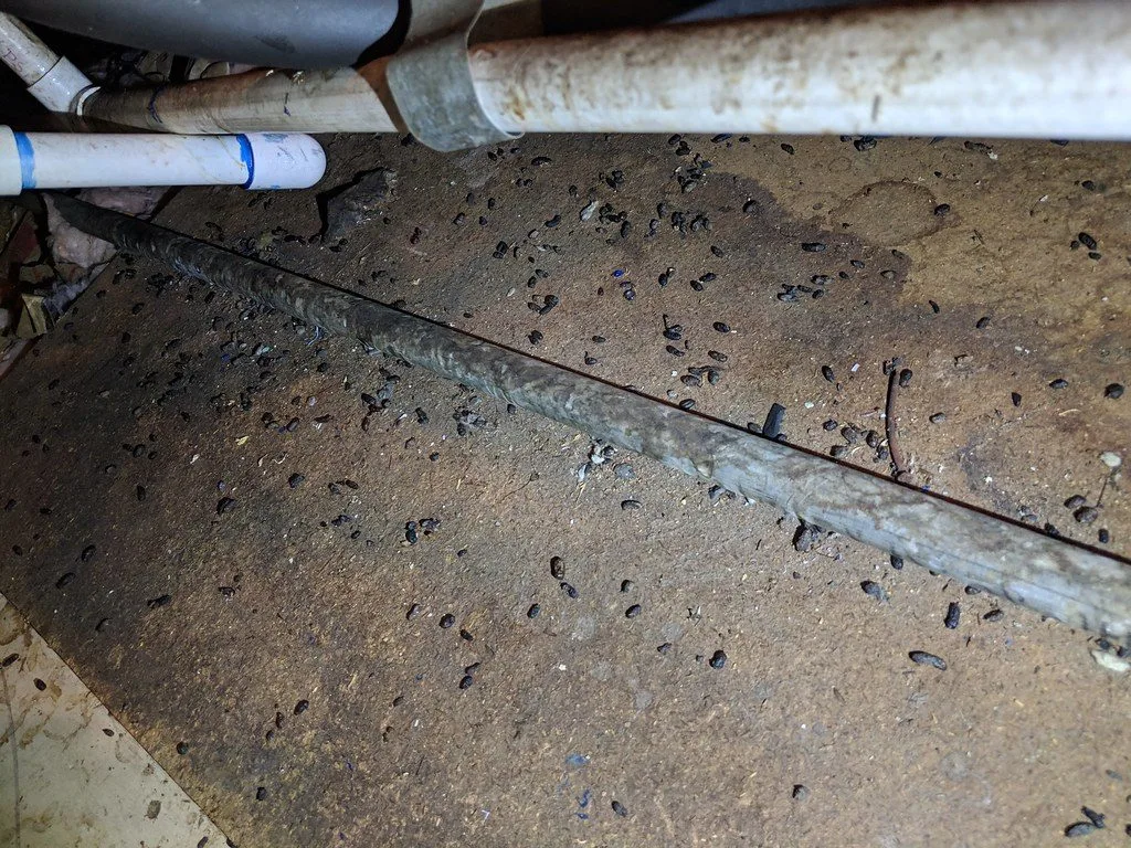 Crottes de rongeurs accumulées le long d'une canalisation au sol