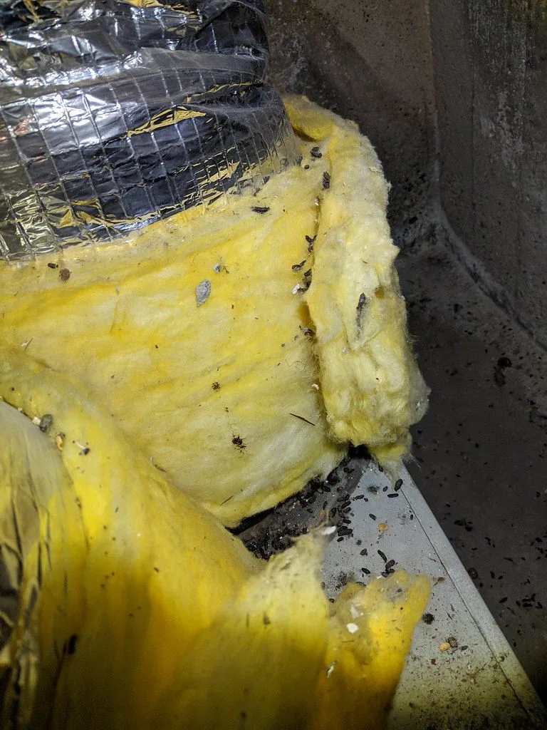 Crottes de rongeurs sur de la laine de verre jaune dans des combles