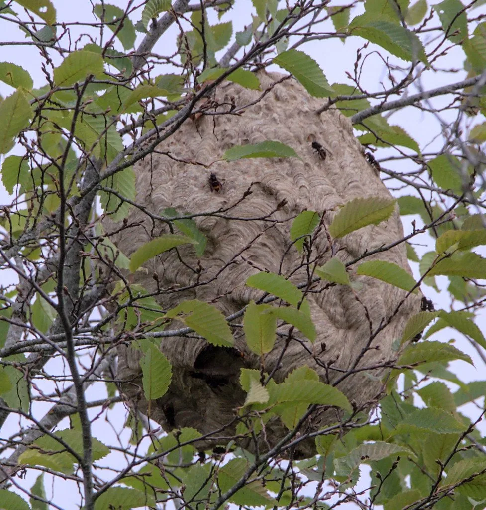 Grand nid secondaire de frelon asiatique suspendu dans les branches d'un arbre