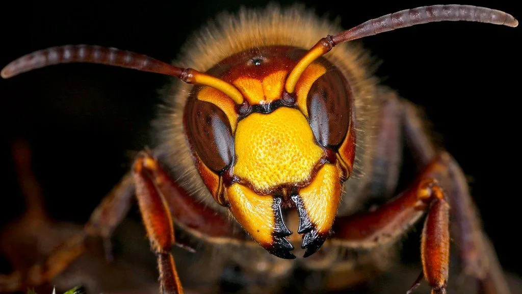 Frelon européen Vespa crabro en gros plan, tête jaune vif