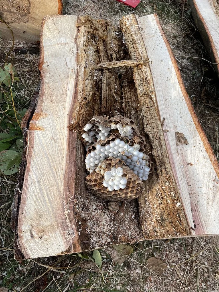 Petit nid primaire de frelon asiatique construit sous un abri en bois