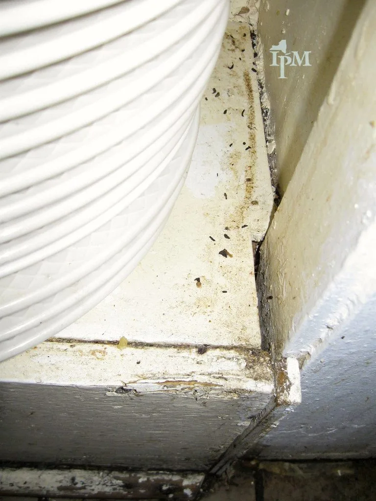 Petites crottes de souris éparpillées le long d'une plinthe blanche
