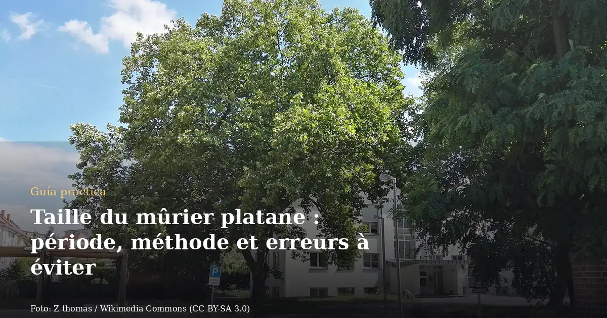 Taille du mûrier platane : période, méthode et erreurs à éviter