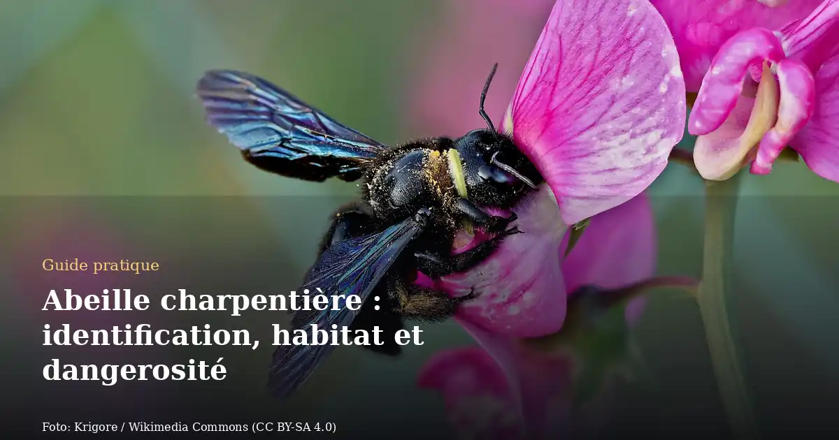 Abeille charpentière : identification, habitat et dangerosité