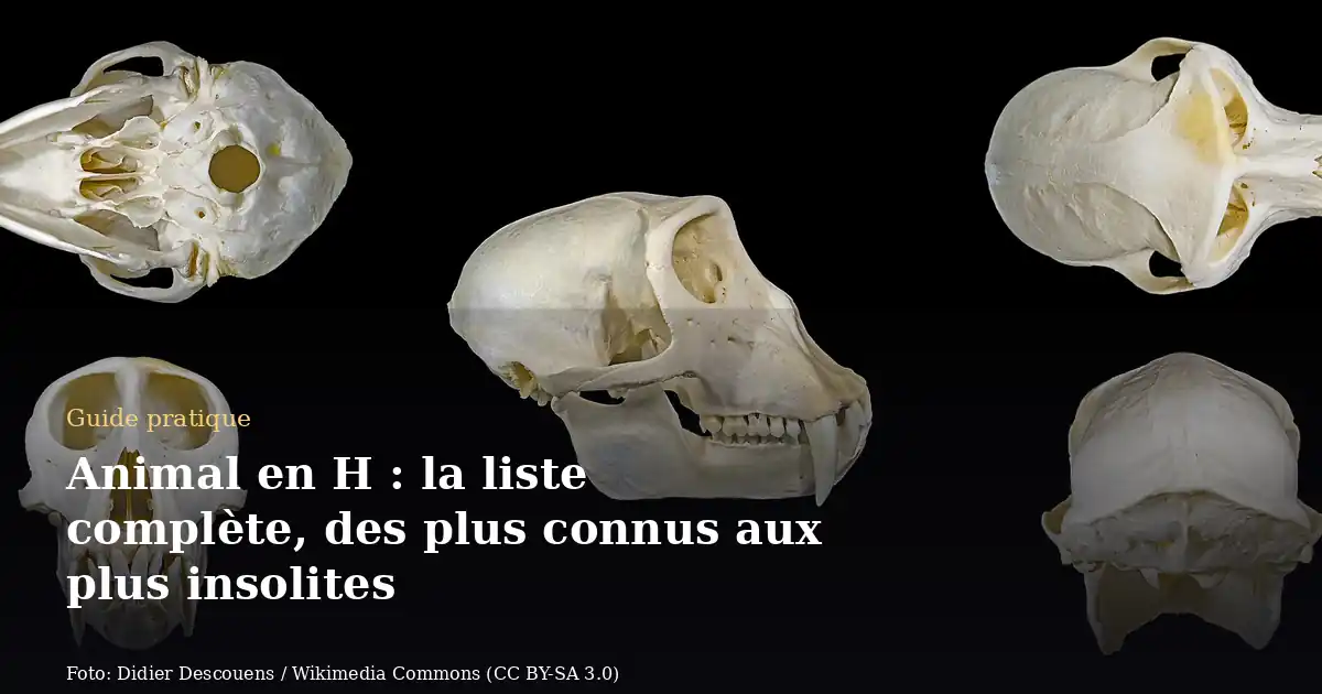 Animal en H : la liste complète, des plus connus aux plus insolites