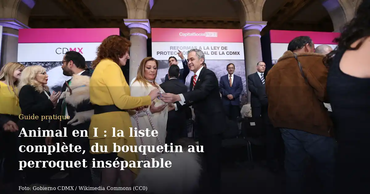 Animal en I : la liste complète, du bouquetin au perroquet inséparable