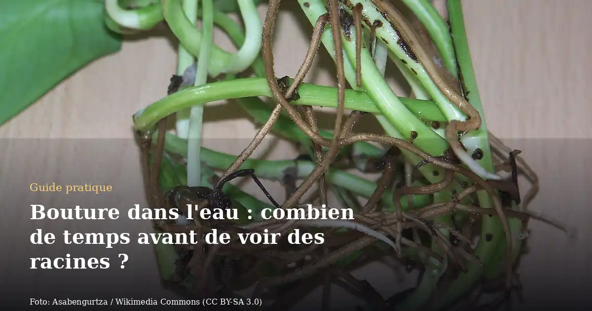 Bouture dans l'eau : combien de temps avant de voir des racines ?