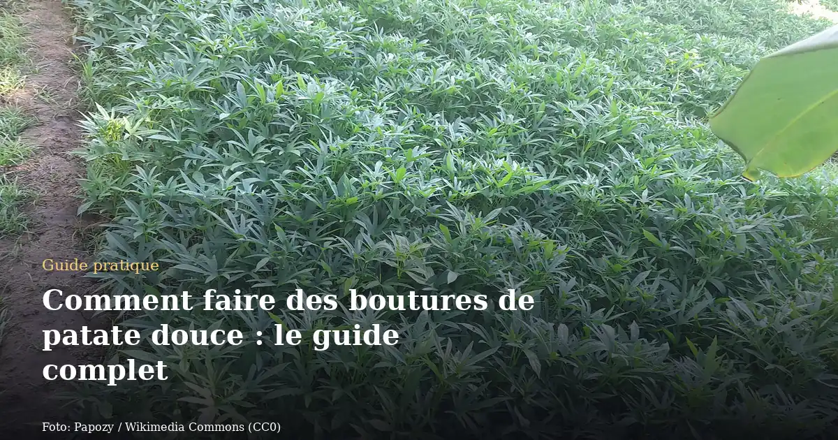 Comment faire des boutures de patate douce : le guide complet