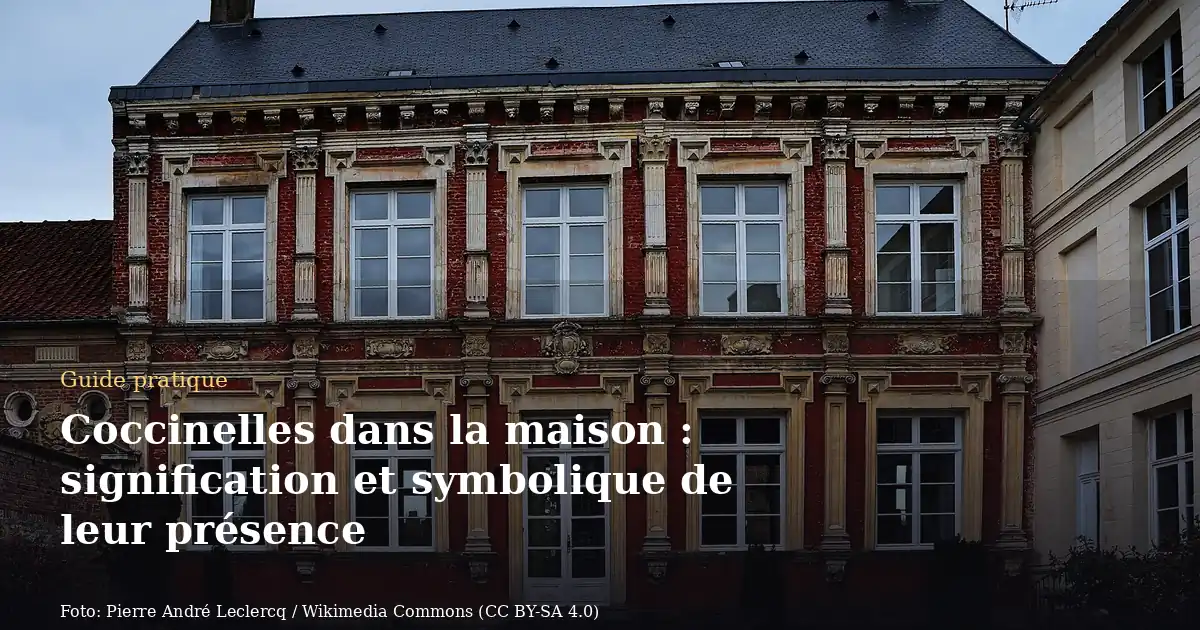 Coccinelles dans la maison : signification et symbolique de leur présence