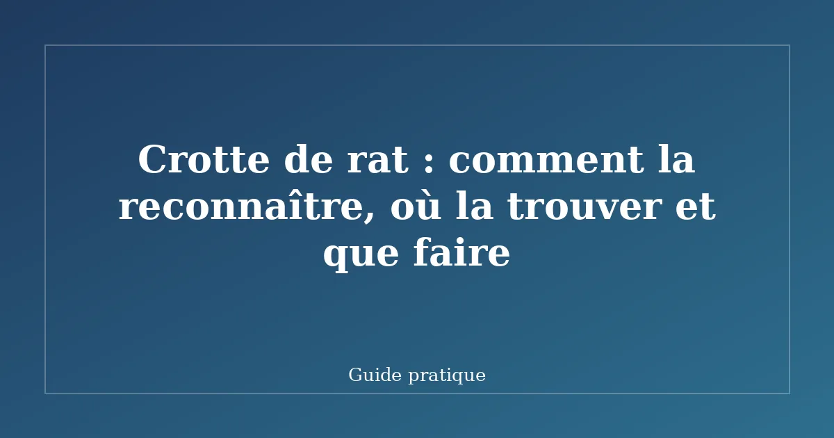 Crotte de rat : comment la reconnaître, où la trouver et que faire