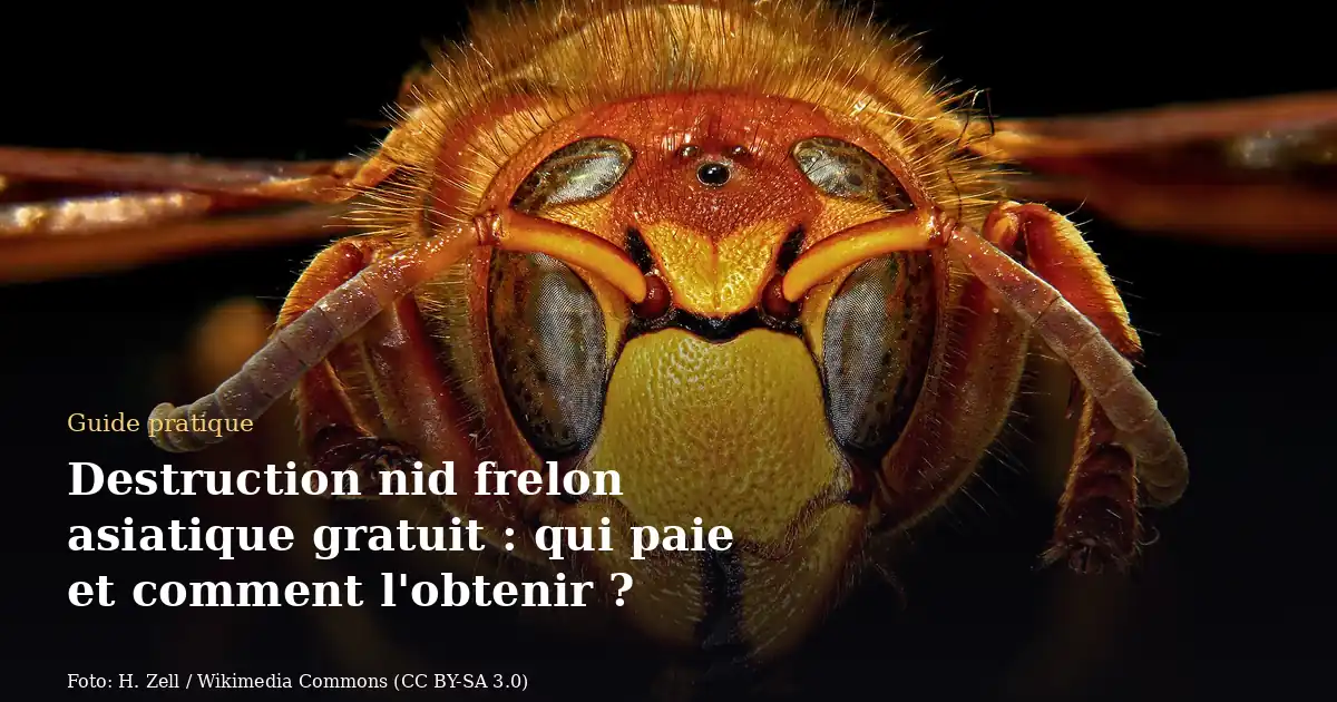 Destruction nid frelon asiatique gratuit : qui paie et comment l'obtenir ?