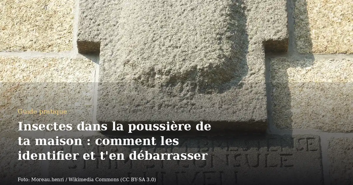 Insectes dans la poussière de ta maison : comment les identifier et t'en débarrasser