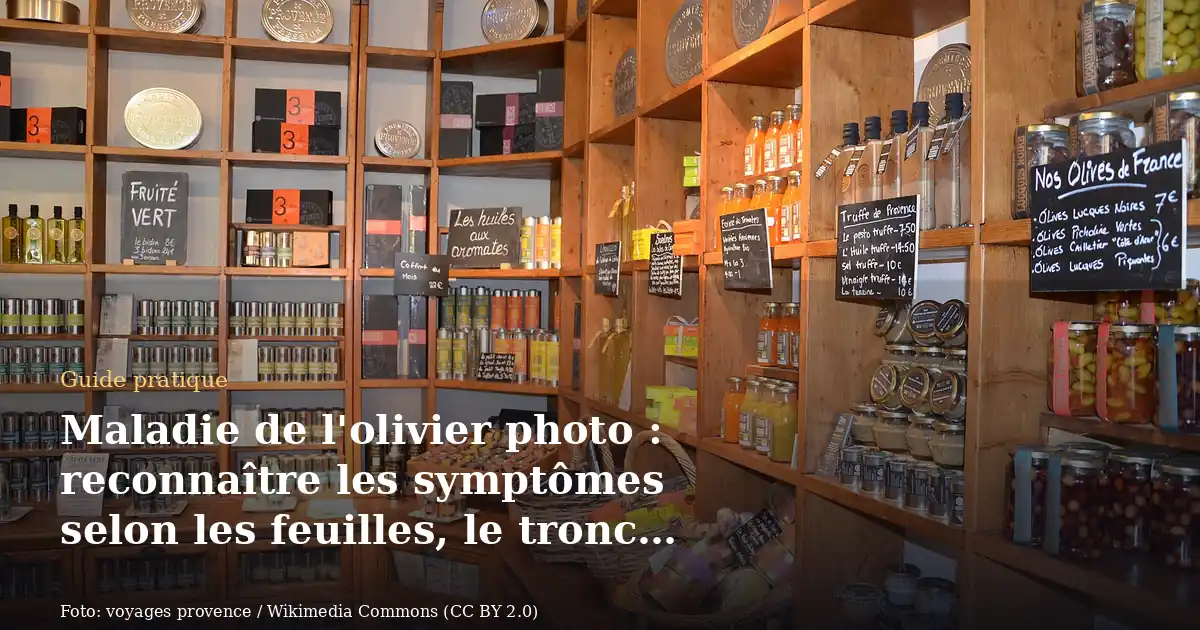 Maladie de l'olivier photo : reconnaître les symptômes selon les feuilles, le tronc et les fruits