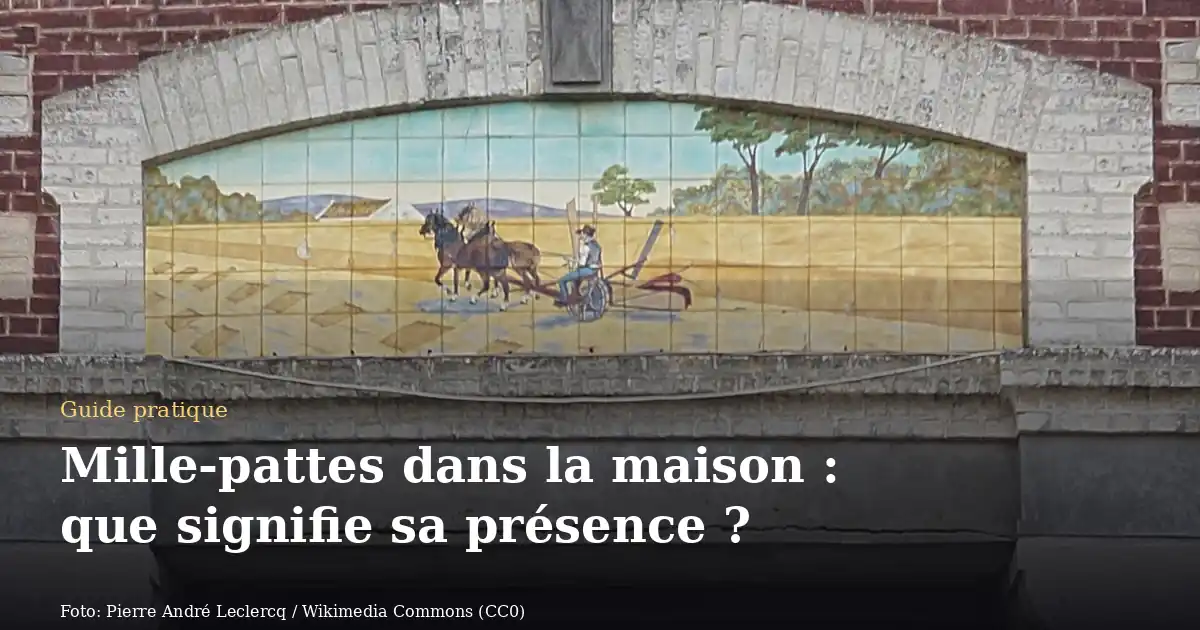 Mille-pattes dans la maison : que signifie sa présence ?