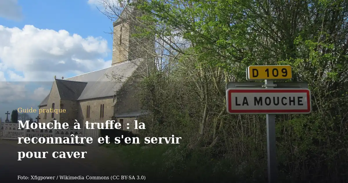 Mouche à truffe : la reconnaître et s'en servir pour caver
